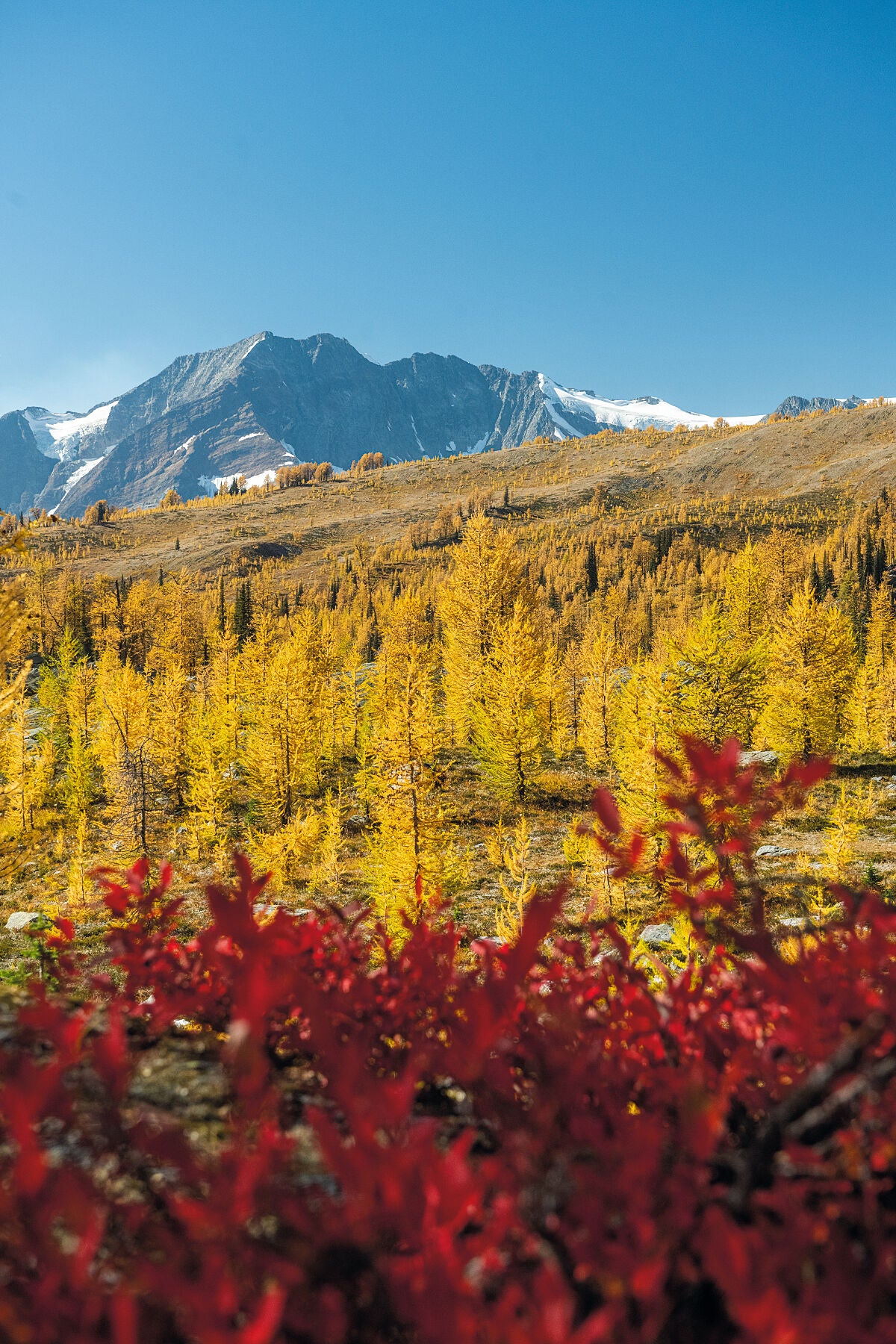 Vibrant fall colour at Monica Meadows in the Purcell Mountains of British Columbia, Red huckleberry bushes, yellow larch trees and a blue sky day, Kootenay fine art photography by Ashley Voykin