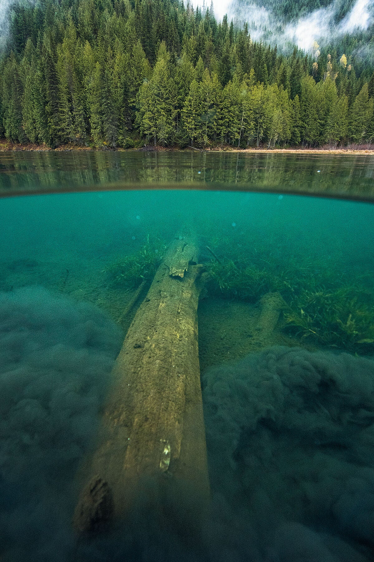 Underwater view of Fish Lake with a tree stump visible, surrounded by clear blue water and green forest. West Kootenay landscape photography by Ashley Voykin.