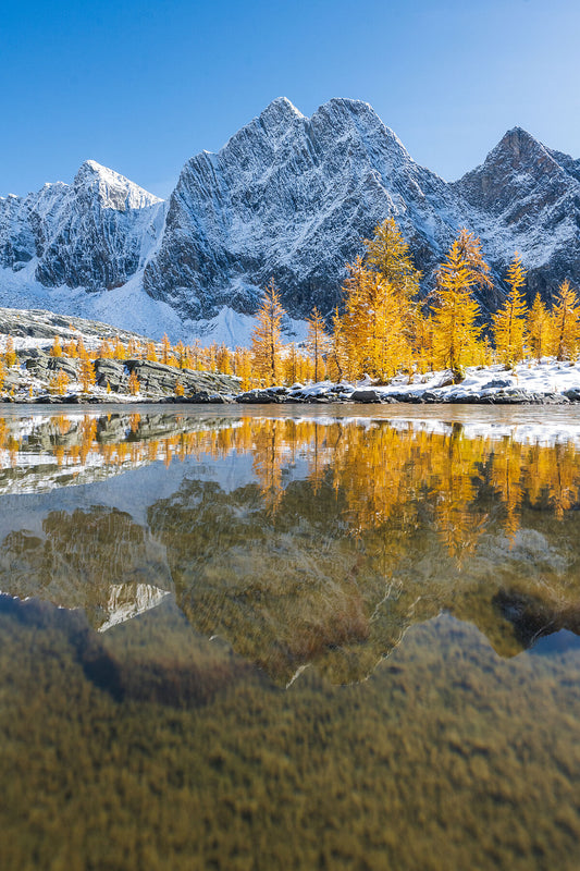 Larch trees at Monica Meadows in the Purcell Mountains, with Mt.Amen-Ra reflected on the surface of an alpine lake, fine art landscape print by Ashley Voykin