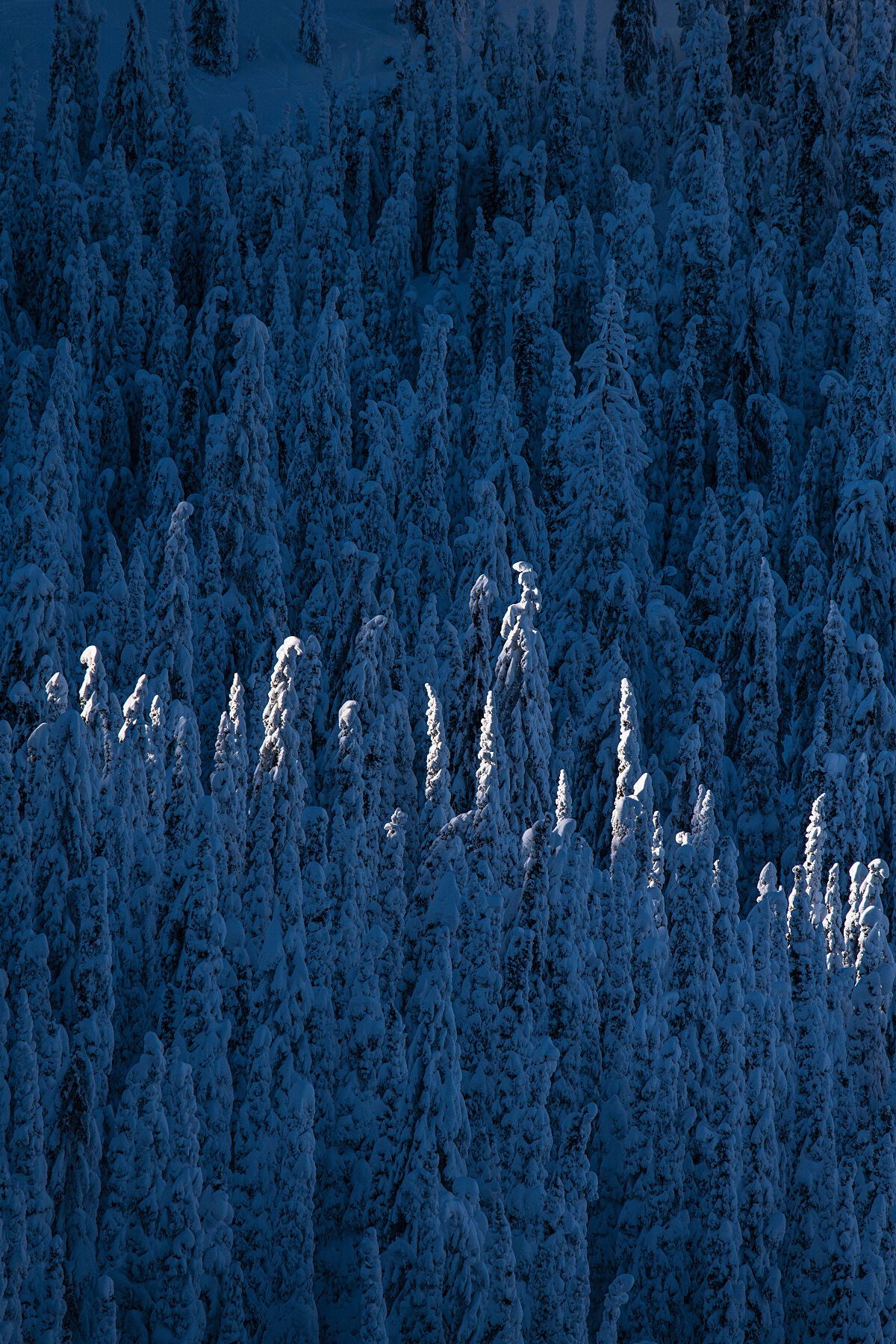 Trees covered in snow, in the Rossland Range of British Columbia, fine art landscape print from British Columbia’s West Kootenay region by Ashley Voykin