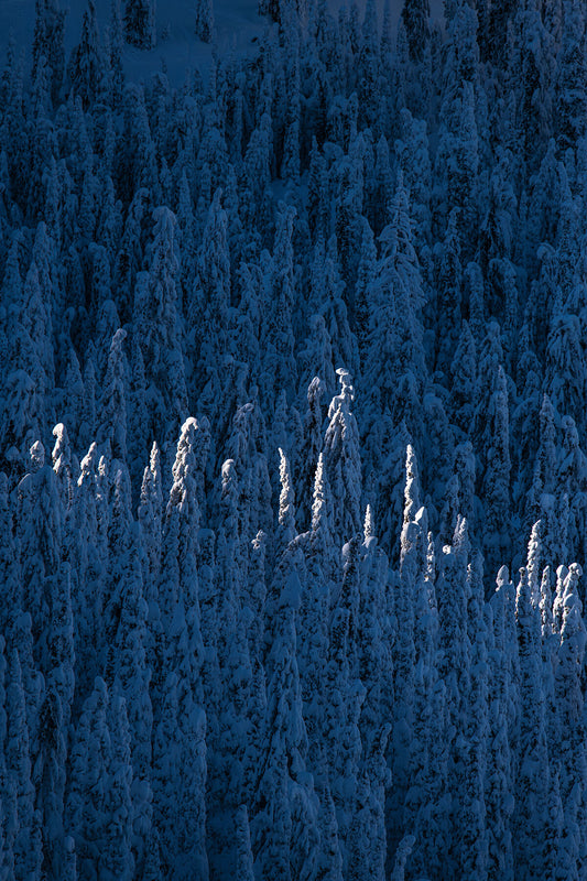 Trees covered in snow, in the Rossland Range of British Columbia, fine art landscape print from British Columbia’s West Kootenay region by Ashley Voykin