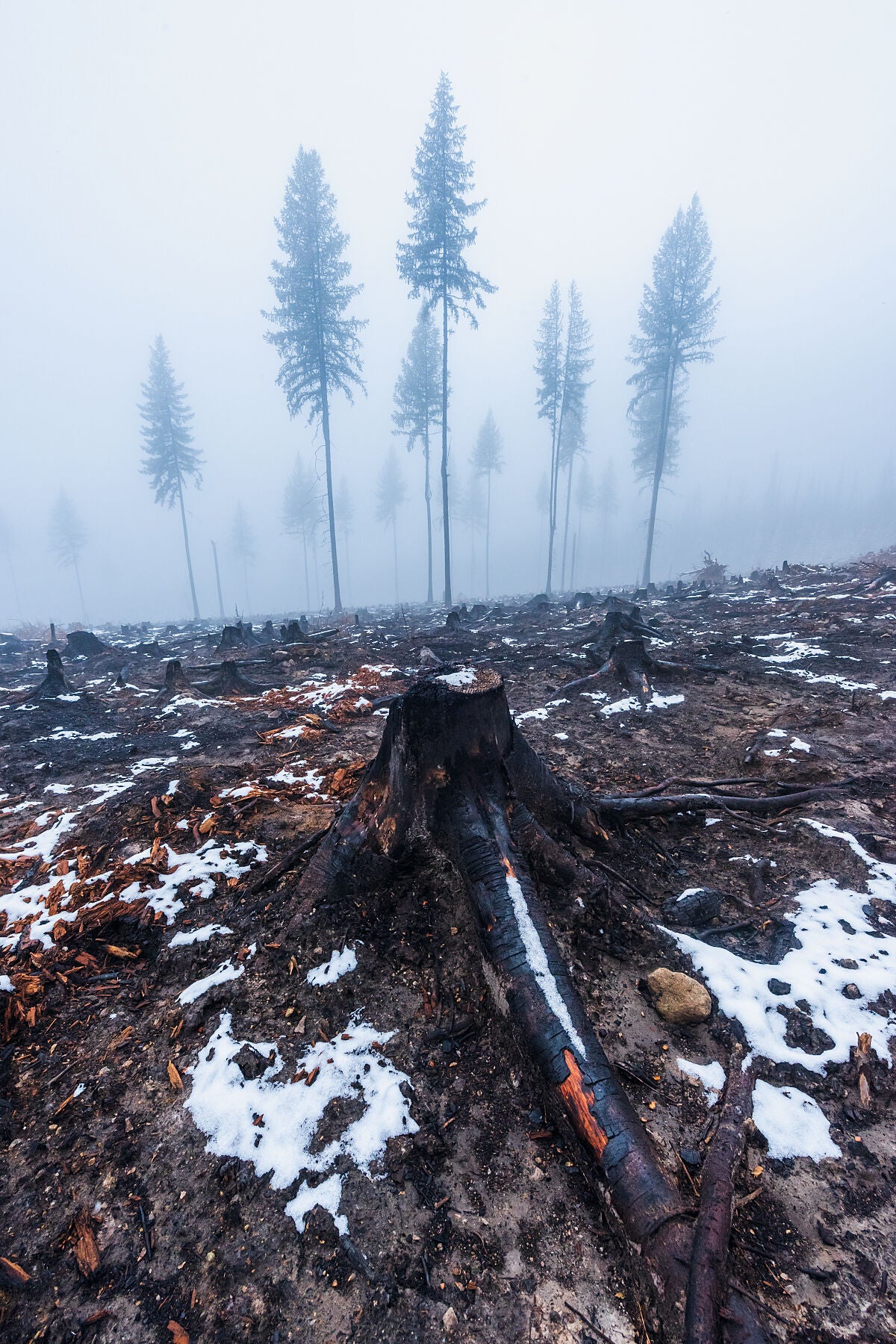 The aftermath of wildfire near Deer Park, burnt trees and black stumps, environmental fine art photography by West Kootenay photographer Ashley Voykin