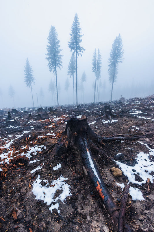 The aftermath of wildfire near Deer Park, burnt trees and black stumps, environmental fine art photography by West Kootenay photographer Ashley Voykin