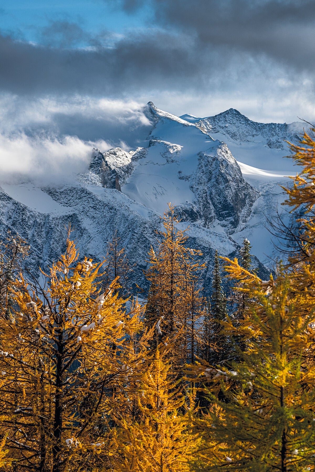 Golden Larch Trees and the snowy peaks of the Purcell Mountain Range, captured by photographer Ashley Voykin in the West Kootenays