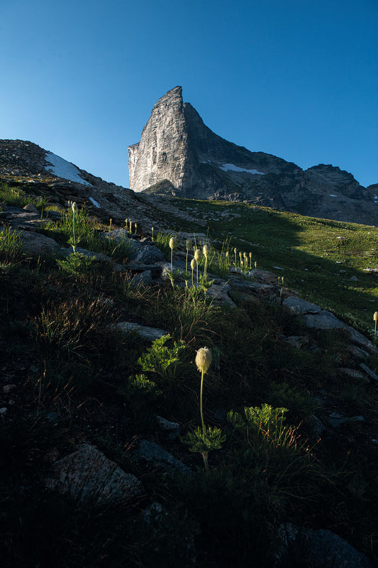 Western Anemone illuminated in the evening light, at Gimli Ridge in Valhalla Provincial Park, captured by West Kootenay photographer Ashley Voykin.
