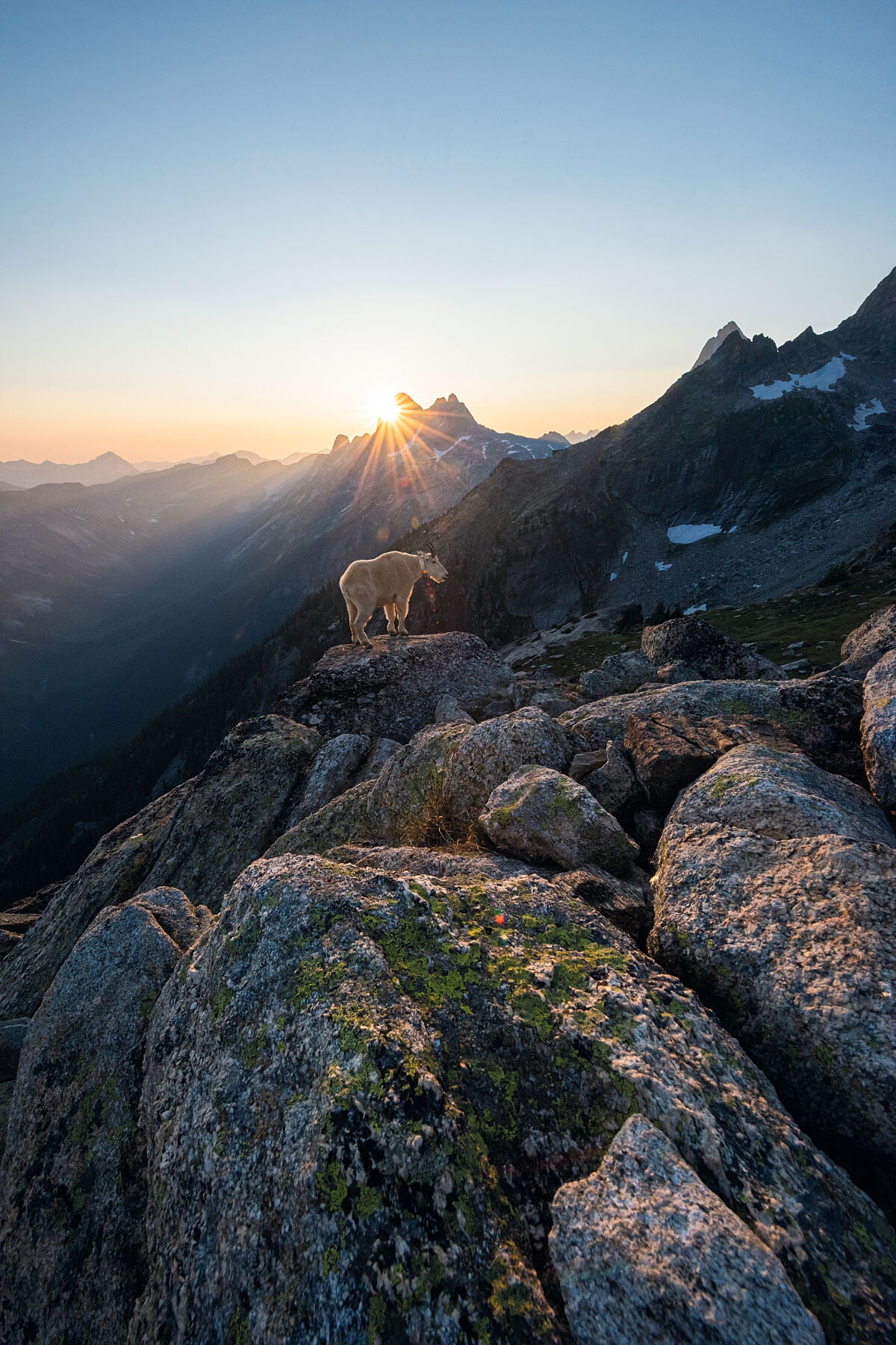 A mountain goat standing on a rock at Gimli Ridge, during sunset in Valhalla Provincial Park, Landscape photography by Ashley Voykin.