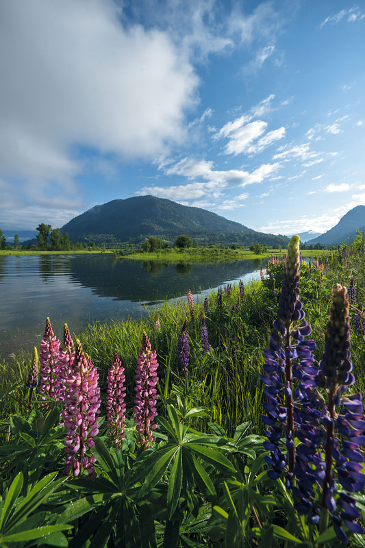Spring lupins blooming in Castlegar, with the large peak of Mt.Sentinel in the background. Fine art landscape photograph by Ashley Voykin.