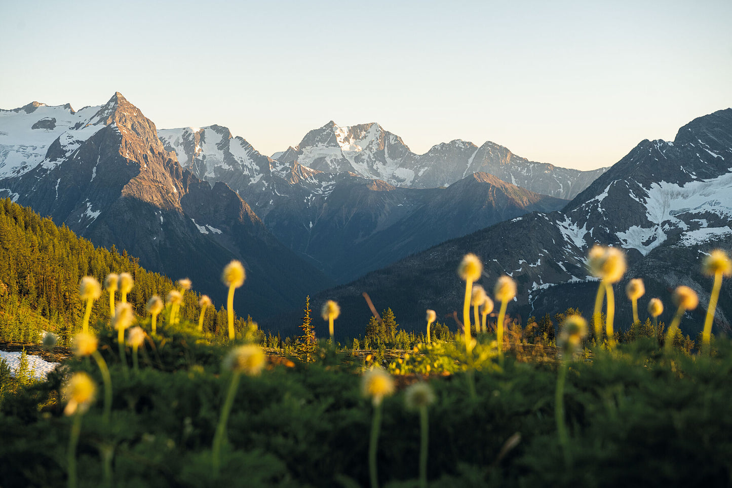 A photograph depicting a patch of Western Anemone flowers in front of the Purcell Mountain range during sunset. West Kootenay fine art print by Ashley Voykin