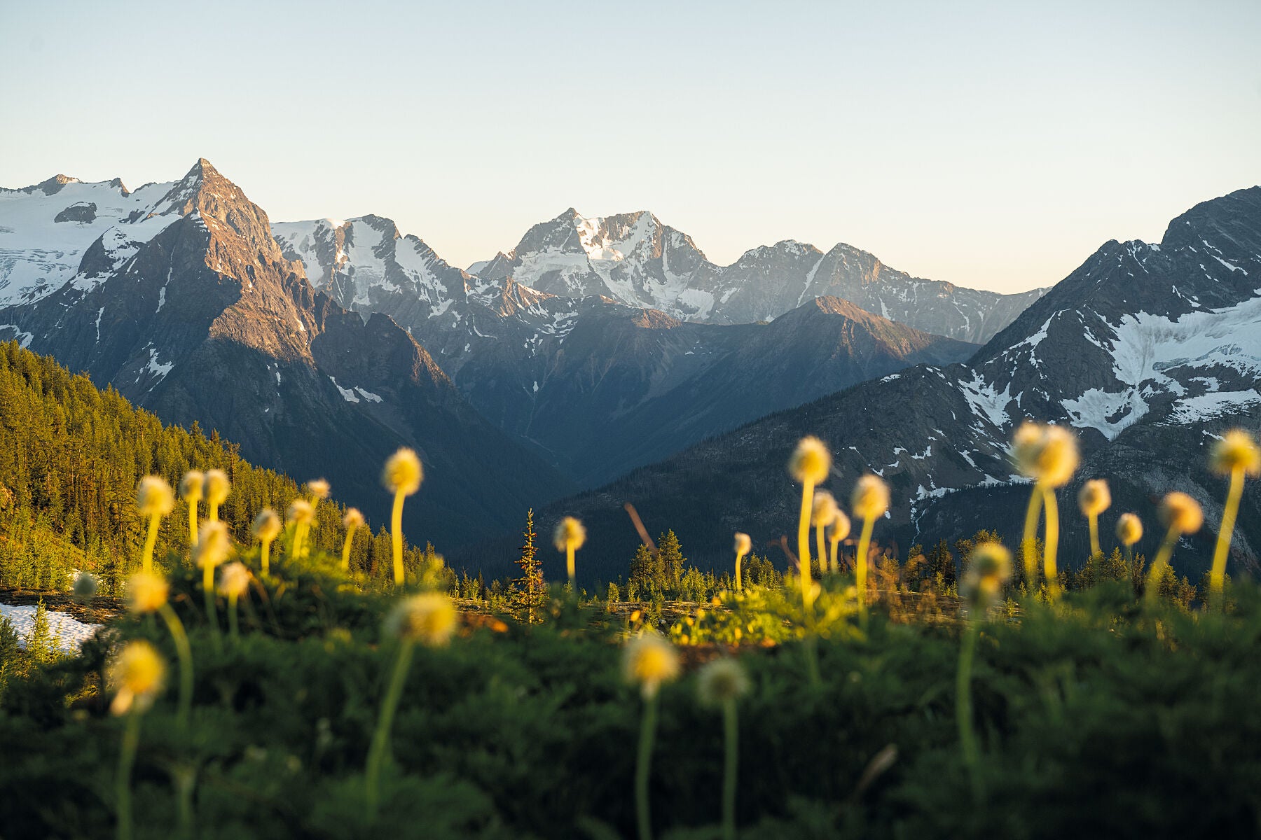 A photograph depicting a patch of Western Anemone flowers in front of the Purcell Mountain range during sunset. West Kootenay fine art print by Ashley Voykin
